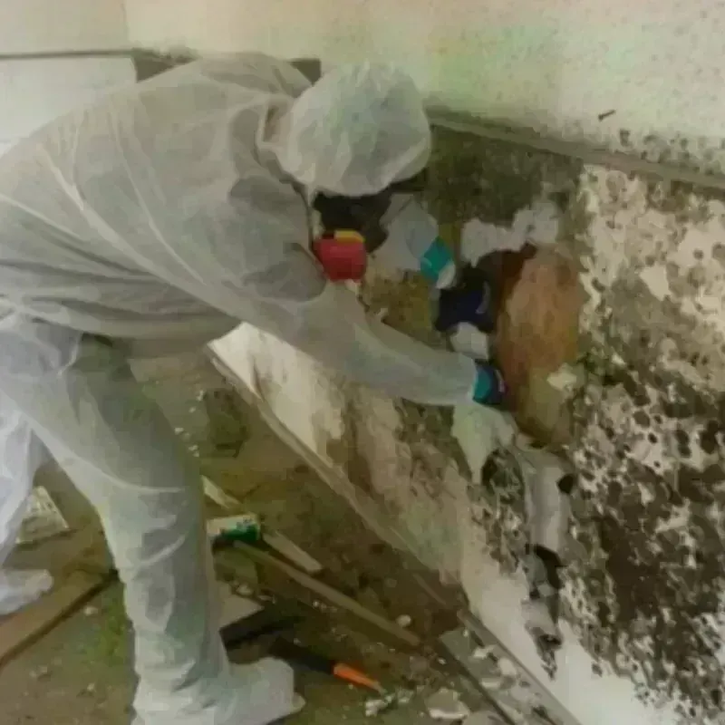 Mold Remediation and Removal in Dike, IA